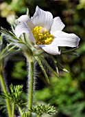 PULSATILLA VULGARIS WHITE SWAN = WEISSE SCHWAN,  (PASQUE FLOWER)