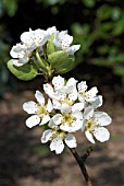 PYRUS COMMUNIS WILLIAMS BON CHRETIEN,  (PEAR),  (AGM).