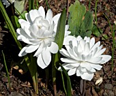 SANGUINARIA CANADENSIS PLENA,  (BLOODROOT)