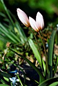 TULIPA CRETICA,  (CRETAN TULIP)