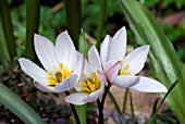 TULIPA CRETICA,  (CRETAN TULIP)