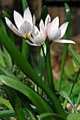 TULIPA CRETICA,  CRETAN TULIPS