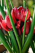 TULIPA HUMILIS LILLIPUT,  (TULIP)