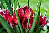 TULIPA HUMILIS LILLIPUT,  (TULIP)