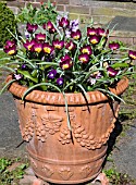 TULIPA HUMILIS PERSIAN PEARL,  TULIPS IN CONTAINER