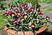 TULIPA HUMILIS PERSIAN PEARL,  TULIPS IN CONTAINER