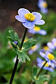 ANEMONE TRULLIFOLIA,  WINDFLOWER