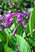 BLETILLA STRIATA