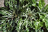 ERYNGIUM VARIFOLIUM ,  SEA HOLLY