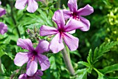 GERANIUM PALMATUM