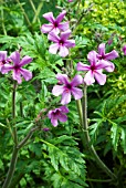 GERANIUM PALMATUM