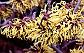 HAMAMELIS PALLIDA,  FLOWERS WITCHAZEL