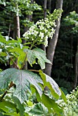 HYDRANGEA QUERCIFOILA,  OAK LEAFED HYDRANGEA