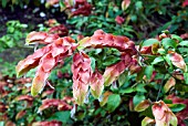 JUSTICA BRANDEGEEANA,  SHRIMP PLANT