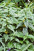 LAMIUM GALEOBDOLON HERMANNS PRIDE ,  YELLOW ARCHANGEL