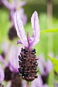 LAVANDULA STOECHAS SUB SPECIES STOECHAS,  FRENCH LAVENDER