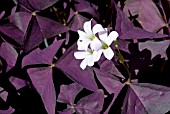 OXALIS TRIANGULARIS ATROPURPUREA