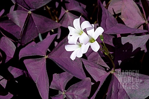 OXALIS_TRIANGULARIS_ATROPURPUREA