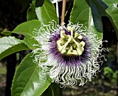 PASSIFLORA CAERULEA,  BLUE PASSION FLOWER