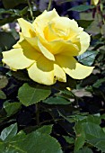 ROSA ANTHONY MEILLAND,  ROSE