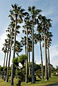 WASHINGTONIA FILIFERA,  NORTHERN WASHINGTONIA,  DESERT FAN PALM