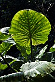 ALOCASIA ODORA,  ELEPHANTS EAR PLANT