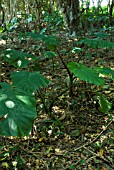 ALOCASIA ODORA