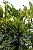 ALPINIA ZERUMBET VARIEGATA,  SHELL GINGER,  GINGER LILY,  PINK PORELAIN LILY