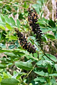 AMORPHA FRUTICOSA,  BASTARD INDIGO