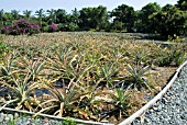 ANANAS COMOSUS,  PINEAPPLE                                                                        YAKUSHIMA, JAPAN