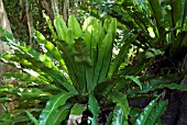 ASPLENIUM ANTIQUUM,  SPLEENWORT