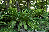 ASPLENIUM ANTIQUUM,  SPLEENWORT