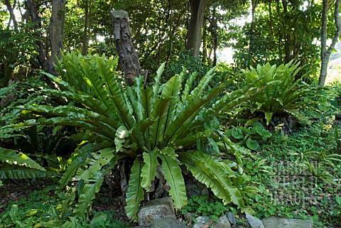 ASPLENIUM_ANTIQUUM__SPLEENWORT