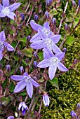 CAMPANULA E K TOOGOOD,  BELL FLOWER