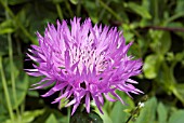 CENTAUREA DEALBATA,  PERSIAN CORNFLOWER,  KNAPWEED