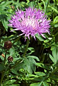 CENTAUREA DEALBATA PERSIAN CORNFLOWER,  KNAPWEED