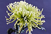 CHRYSANTHEMUM SHAMROCK BLOOM