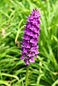 DACTYLORHIZA ELATA,  ROBUST MARSH ORCHID