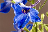 DELPHINIUM BELLADONNA GROUP VOLKERFRIEDEN