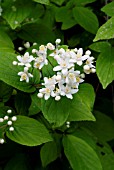 DEUTZIA SCABRA,  FUZZY SCABRA