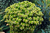 EUPHORBIA x MARTINI
