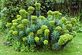 EUPHORBIA X MARTINI,  SPURGE,  MILKWEED