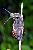 HELIX ASPERA,  COMMON SNAIL,  GARDEN SNAIL