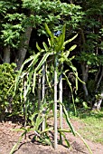 HYLOCEREUS UNDATUS,  QUEEN OF THE NIGHT,  DRAGON FRUITTROPICAL FRUIT GARDEN,  YAKUSHIMA,  JAPAN