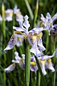IRIS CHRYSOGRAPHES