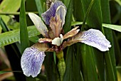 IRIS FOETIDISSIMA,  STINKING IRIS