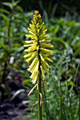 KNIPHOFIA BRIMSTONE,  RED HOT POKER,  TORCH LILY