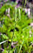 LYCOPODIUM CLAVATUM VAR NIPPONICUM,  CLUB MOSS