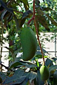 MANGIFERA INDICA,  MANGOTROPICAL FRUIT GARDEN,  YAKUSHIMA,  JAPAN