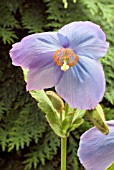 MECONOPSIS  JIMMY BAYNE,  HIMALAYAN BLUE POPPY